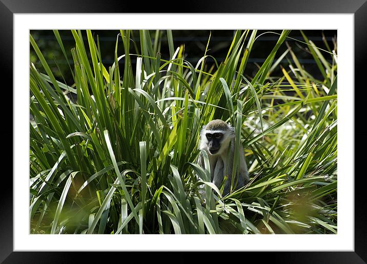 Monkey In The Grass Framed Mounted Print by Graham Palmer