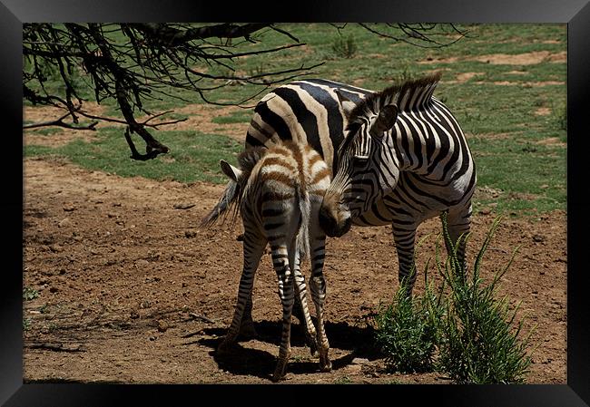 Zebra Mother and Foal Framed Print by Graham Palmer