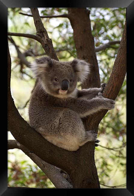 Dindi Learns To Pose Framed Print by Graham Palmer