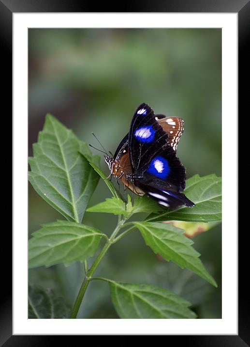 Common Eggfly and Friend Framed Mounted Print by Graham Palmer