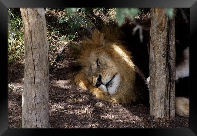 Lion After Lunch Nap Framed Print by Graham Palmer