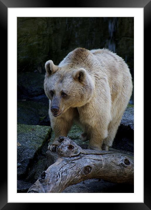 Brown Bear Framed Mounted Print by Graham Palmer