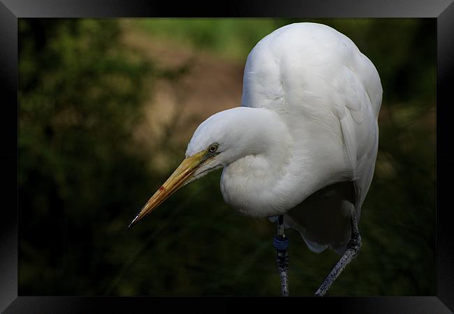 Egret Looking Daggers Framed Print by Graham Palmer