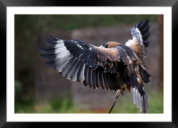 Buzzard Wing Framed Mounted Print by Graham Palmer