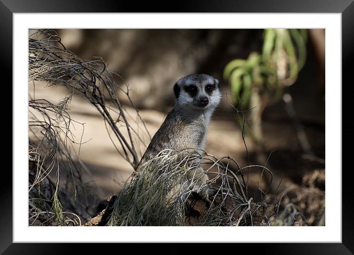 Meerkat In Hiding Framed Mounted Print by Graham Palmer