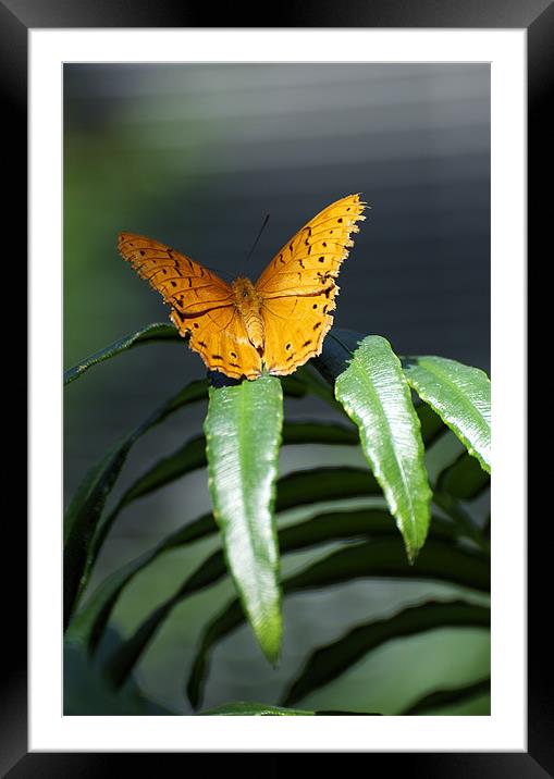 Orange Lacewing At Rest Framed Mounted Print by Graham Palmer