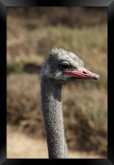 Ostrich Eye Framed Print by Graham Palmer