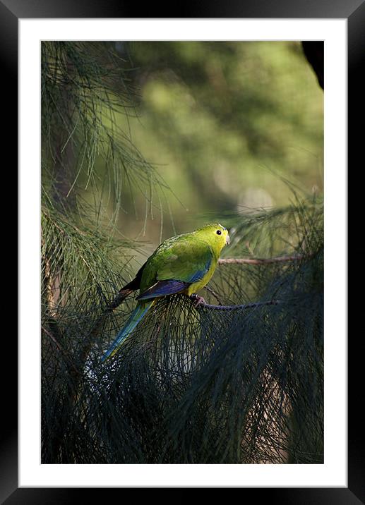 Orange Bellied Parrot Framed Mounted Print by Graham Palmer