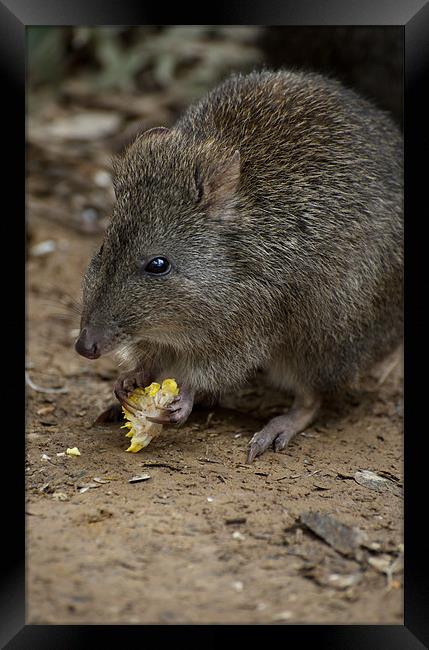 A Potoroo Finds A Treat Framed Print by Graham Palmer
