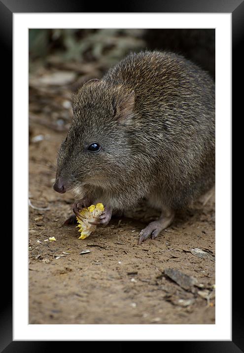 A Potoroo Finds A Treat Framed Mounted Print by Graham Palmer