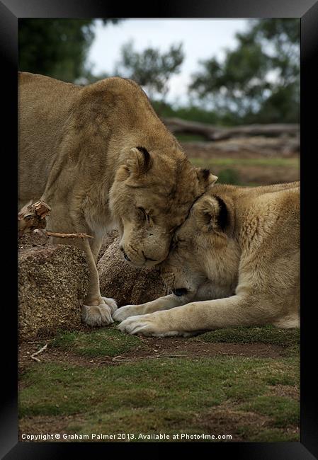 Lion Smooch Framed Print by Graham Palmer