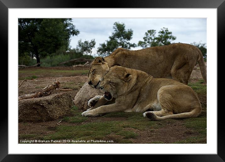 Lion - Get Off Me Framed Mounted Print by Graham Palmer
