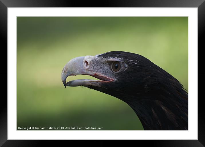 Wedge Tail Portrait Framed Mounted Print by Graham Palmer