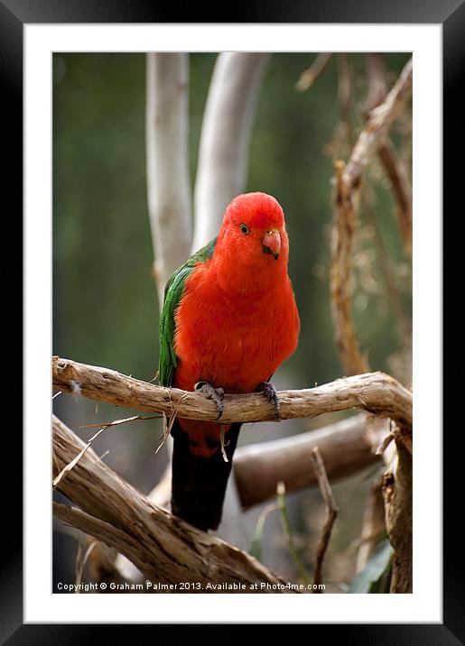 King Parrot Framed Mounted Print by Graham Palmer