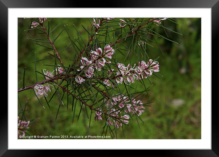 Silky Hakea Framed Mounted Print by Graham Palmer
