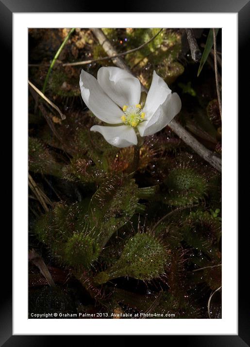 Scented Sundew Framed Mounted Print by Graham Palmer