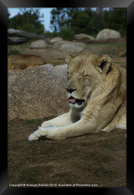 Its A Hard Life Being A Lion Framed Print by Graham Palmer