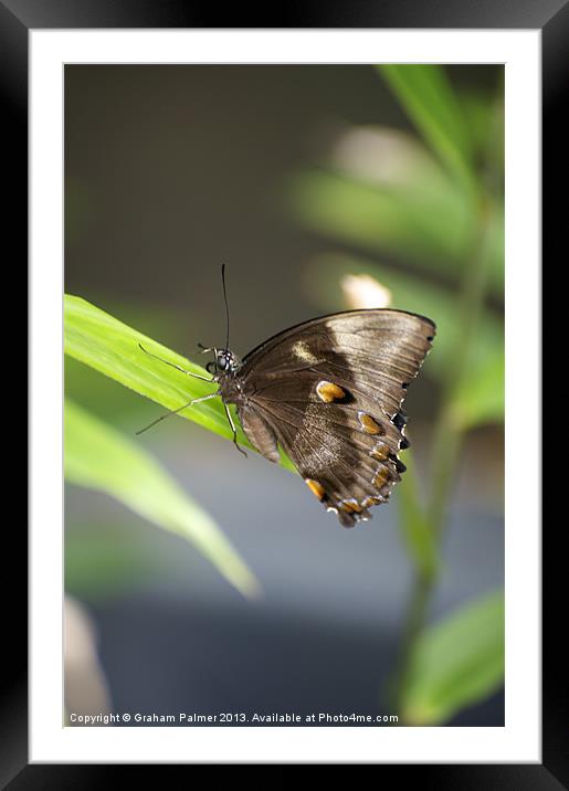Butterfly House Resident Framed Mounted Print by Graham Palmer