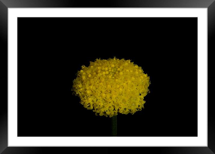 Billy Buttons Framed Mounted Print by Graham Palmer