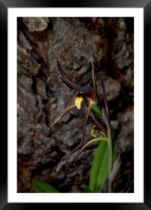 Spider Orchid 2 Framed Mounted Print by Graham Palmer