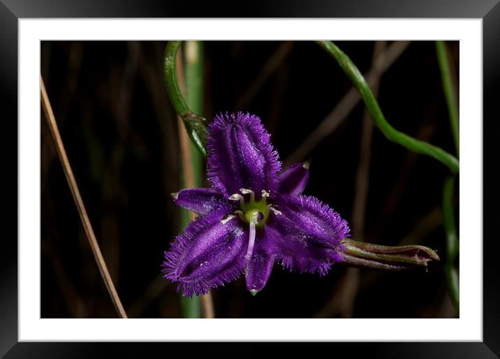 Fringed Lily Climber Framed Mounted Print by Graham Palmer