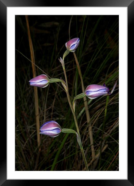 Ready To Bloom Framed Mounted Print by Graham Palmer