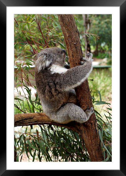 Tree Hugging Koala Framed Mounted Print by Graham Palmer