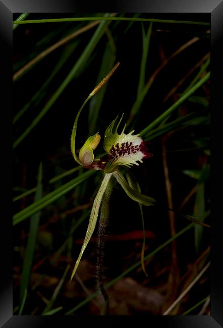 Green Comb Spider Orchid Framed Print by Graham Palmer