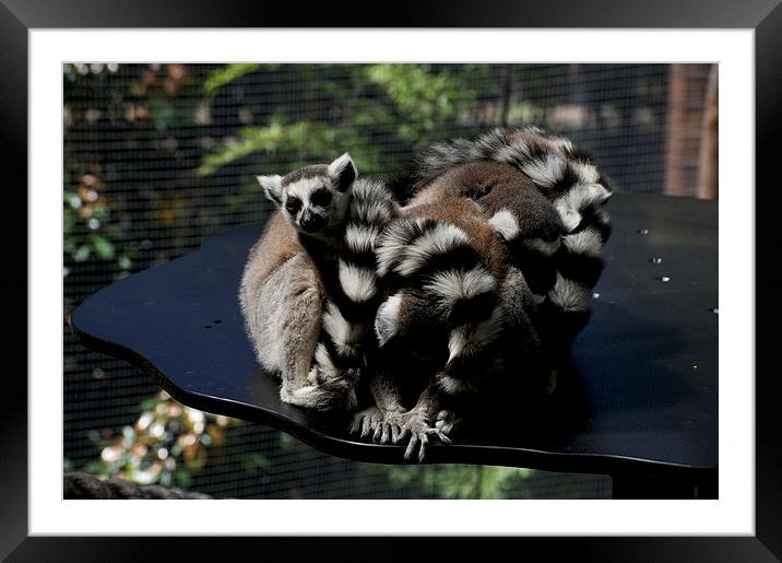 Family Gathering Framed Mounted Print by Graham Palmer