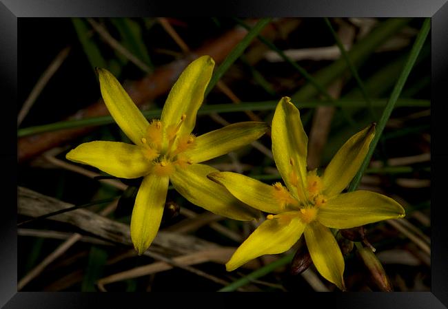 Tiny Stars Framed Print by Graham Palmer