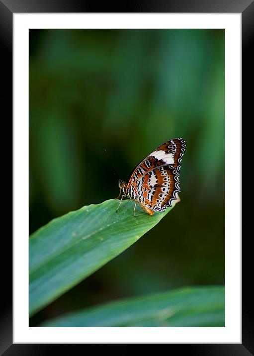 Orange And White Butterfly Framed Mounted Print by Graham Palmer