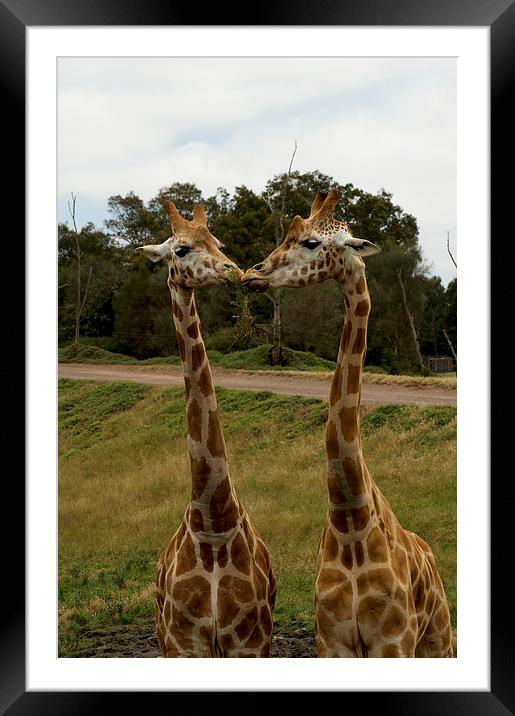 Kissing Giraffes Framed Mounted Print by Graham Palmer