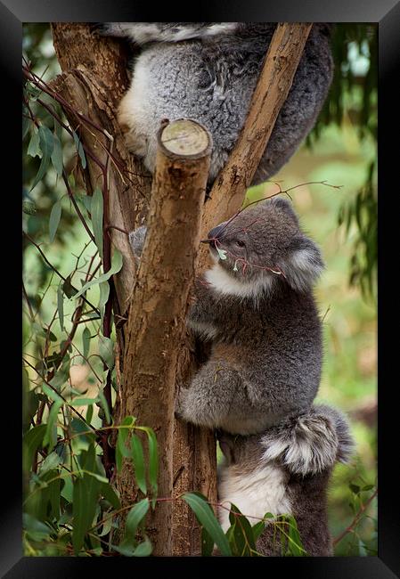 Koala Tree Framed Print by Graham Palmer