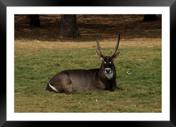 Water Buck Posing Framed Mounted Print by Graham Palmer