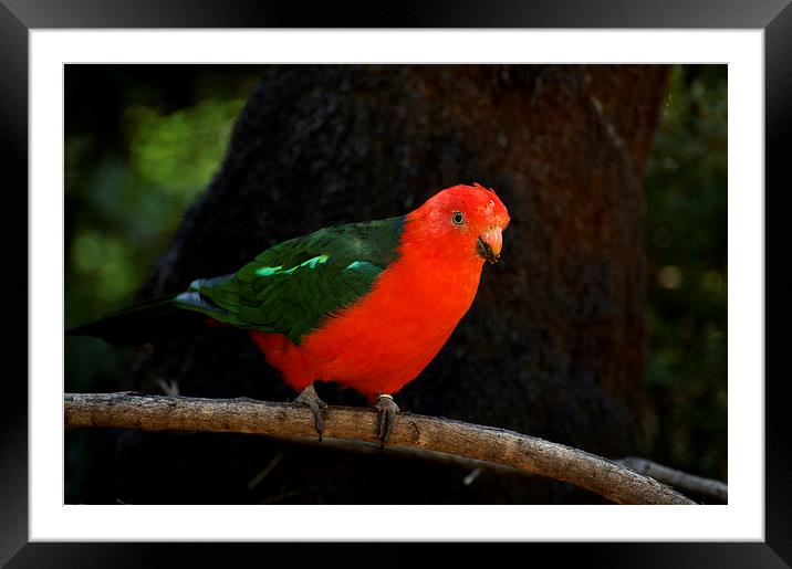 King Parrot On A Stick Framed Mounted Print by Graham Palmer