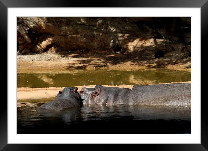 Hippo Love Framed Mounted Print by Graham Palmer