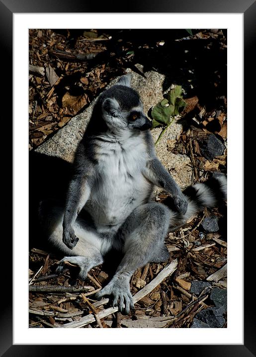 Sunbaking Lemur Framed Mounted Print by Graham Palmer