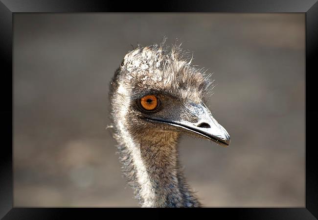 Emu Smile Framed Print by Graham Palmer