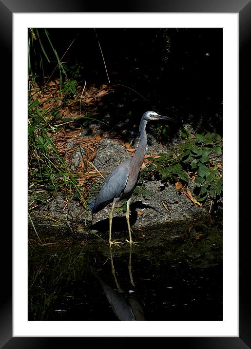 Look Out Fish! Framed Mounted Print by Graham Palmer