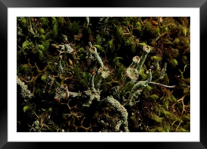Lichen Super Close Up Framed Mounted Print by Graham Palmer
