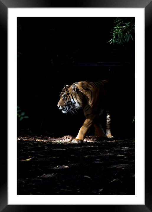 Tiger In The Sun Framed Mounted Print by Graham Palmer