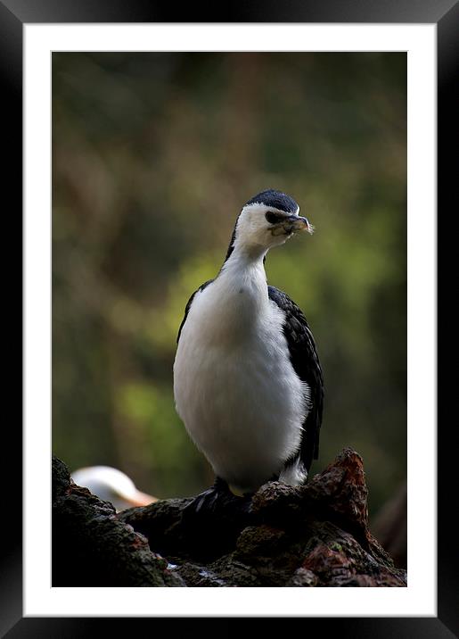 Whats That You Say? Framed Mounted Print by Graham Palmer