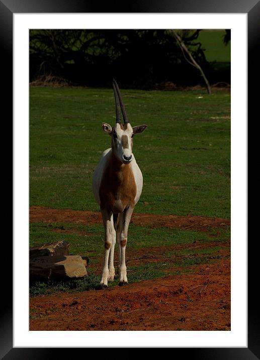 Scimitar Horned Oryx Calf Framed Mounted Print by Graham Palmer
