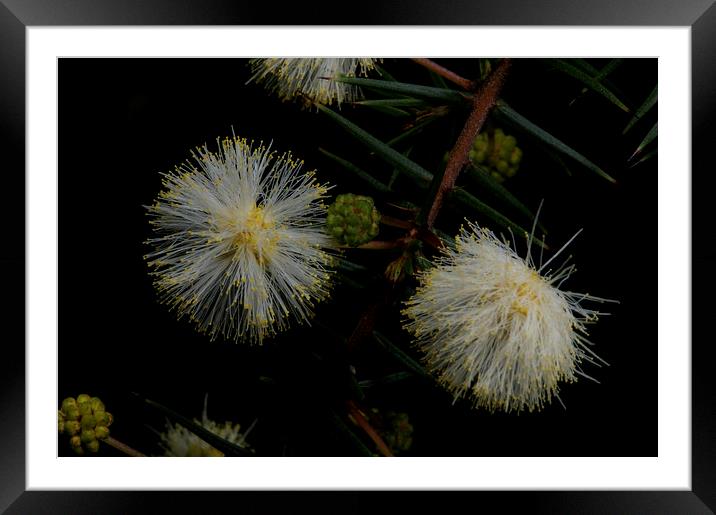 Juniper Wattle Framed Mounted Print by Graham Palmer