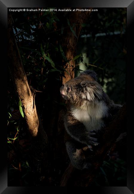 Koala In The Sun Framed Print by Graham Palmer