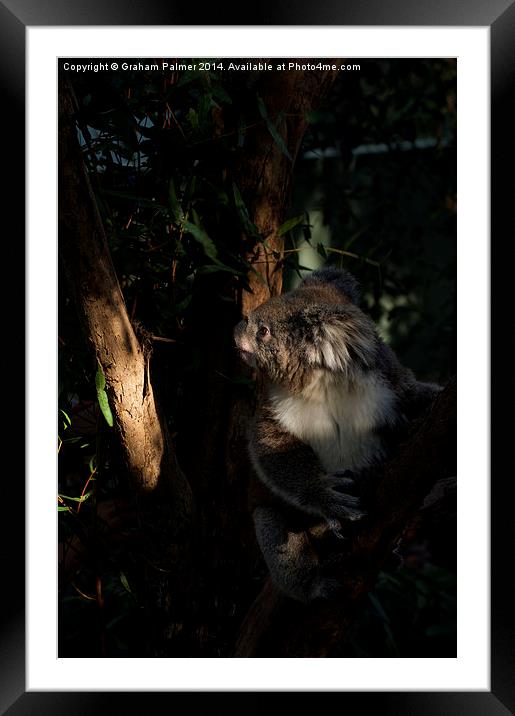 Koala In The Sun Framed Mounted Print by Graham Palmer