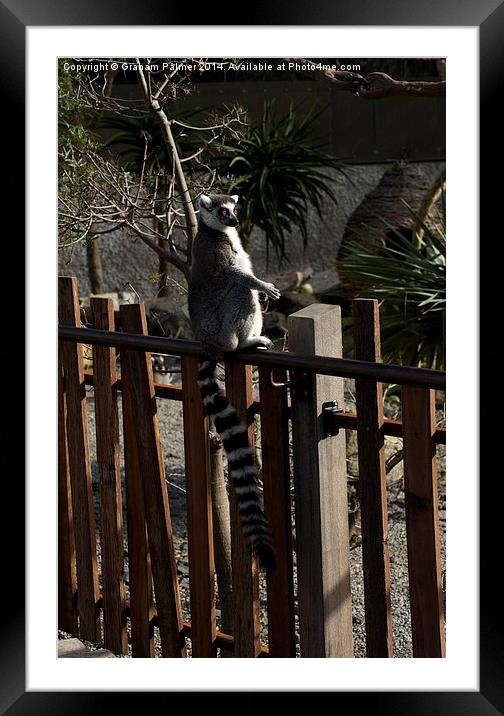 Sitting On The Fence Framed Mounted Print by Graham Palmer