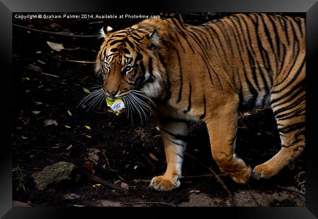 Litter Collecting Tiger Framed Print by Graham Palmer