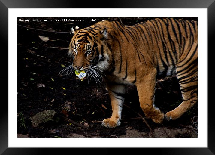 Litter Collecting Tiger Framed Mounted Print by Graham Palmer