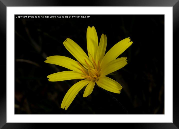  Yam In Bloom Framed Mounted Print by Graham Palmer